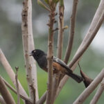 Rufous-bellied Tit (image by Mark Van Beirs)