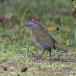 Rufous-naped Bellbird (image by Pete Morris)