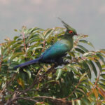 Schalow's Turaco (image by Mark Van Beirs)