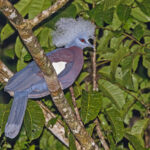 Sclater's Crowned Pigeon (image by Pete Morris)