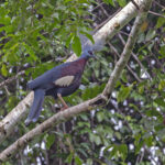 Sclater's Crowned Pigeon (image by Pete Morris)