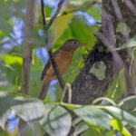 Sepik-Ramu Shrikethrush (image by Pete Morris)