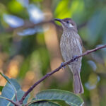 Silvered-eared Honeyeater (image by Pete Morris)