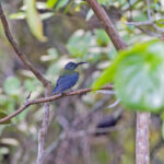 Slaty-headed Longbill (image by Pete Morris)