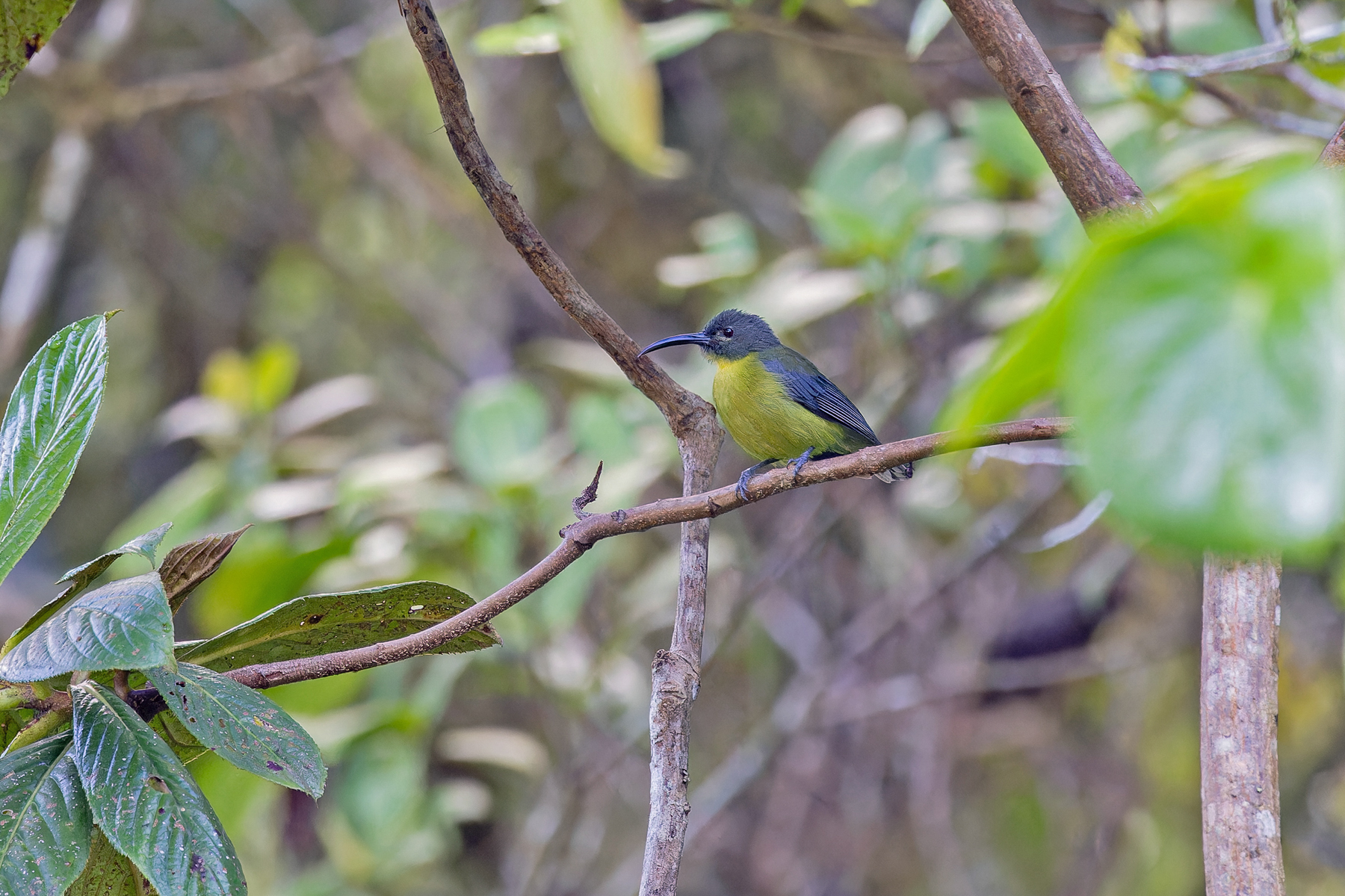Slaty-headed Longbill (image by Pete Morris)