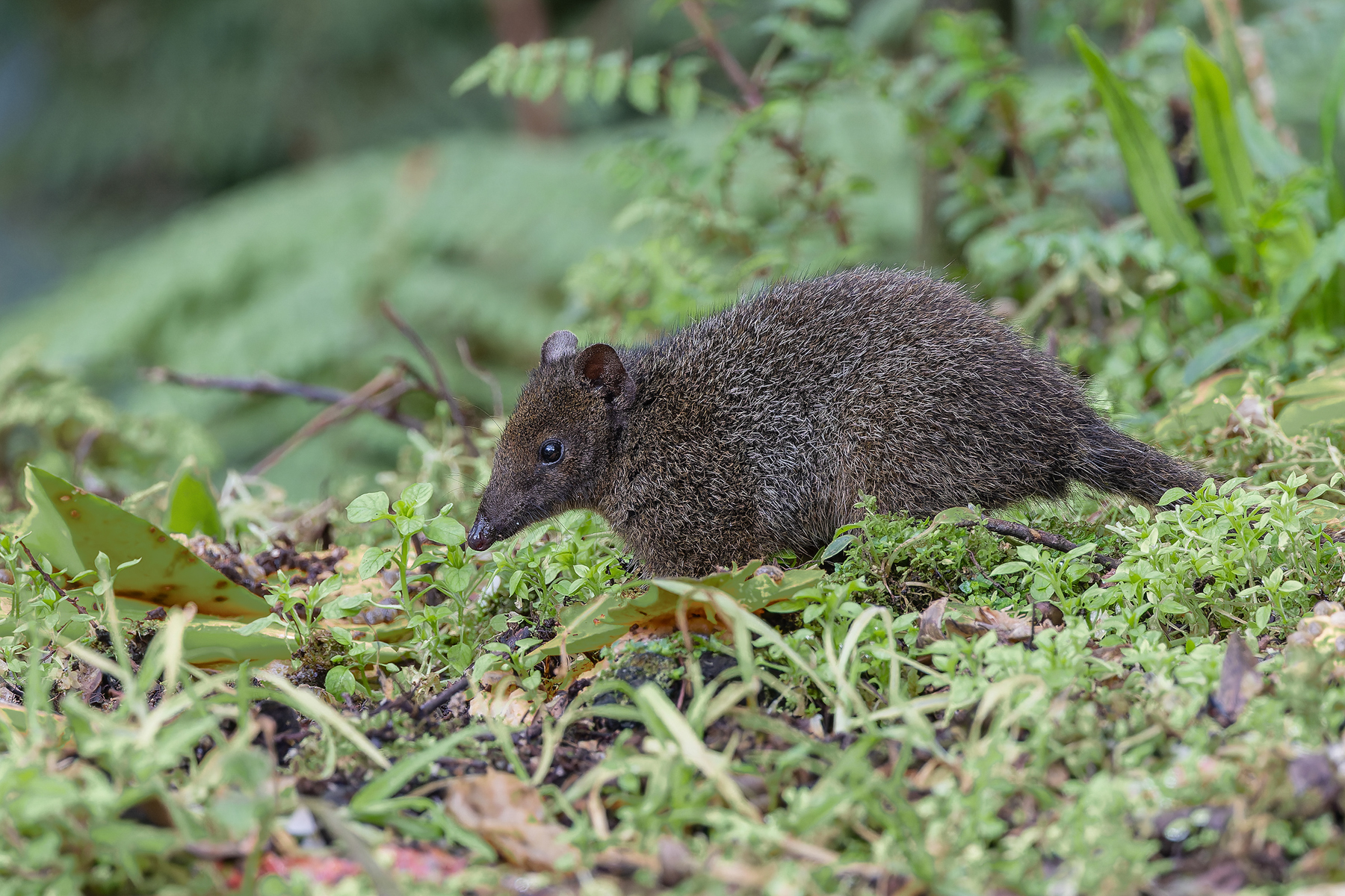 Speckled Dasyure (image by Pete Morris)