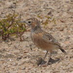 Spike-heeled Lark (image by Mark Van Beirs)
