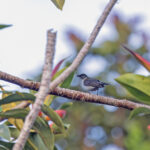 Spotted Berrypecker (image by Pete Morris)