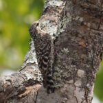 Spotted Creeper (image by Mark Van Beirs)