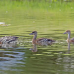 Spotted Whistling Duck and Plumed Whistling Duck (image by Pete Morris)