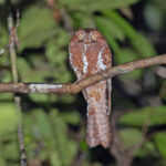 Starry Owlet-nightjar (image by Pete Morris)
