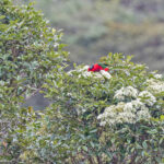 Stella's Lorikeet (image by Pete Morris)