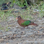 Stephan's Emerald Dove (image by Pete Morris)