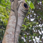 Tree Monitor (image by Pete Morris)