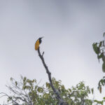 Twelve-wired Bird-of-paradise (image by Pete Morris)