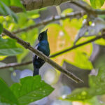 Velvet Flycatcher (image by Pete Morris)