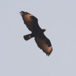Verreaux's Eagle (image by Mark Van Beirs)