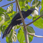 Violaceous Coucal (image by Pete Morris)