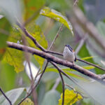 Wallace's Fairywren (image by Pete Morris)
