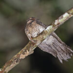 Wallace's Owlet-nightjar (image by Pete Morris)