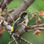 Western Green Tinkerbird (image by Mark Van Beirs)