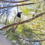 White-bellied Whistler (image by Pete Morris)