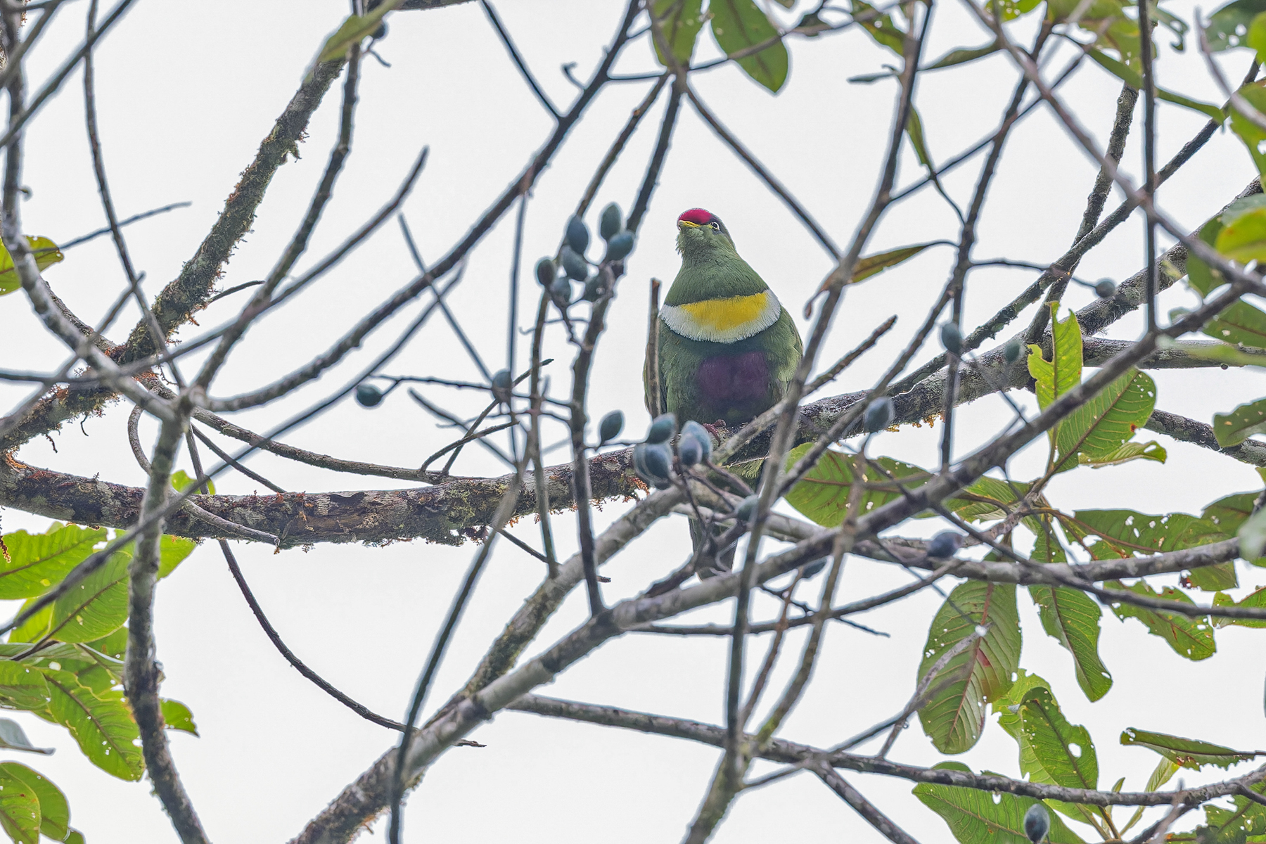 White-bibbed Fruit Dove (image by Pete Morris)