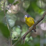 White-faced Robin (image by Pete Morris)