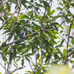 White-mantled Kingfisher (image by Pete Morris)
