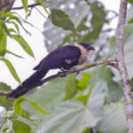 White-necked Coucal (image by Pete Morris)