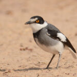 White-tailed Shrike (image by Mark Van Beirs)