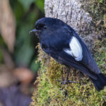 White-winged Robin (image by Pete Morris)