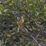 Yellow-breasted Bowerbird (image by Pete Morris)