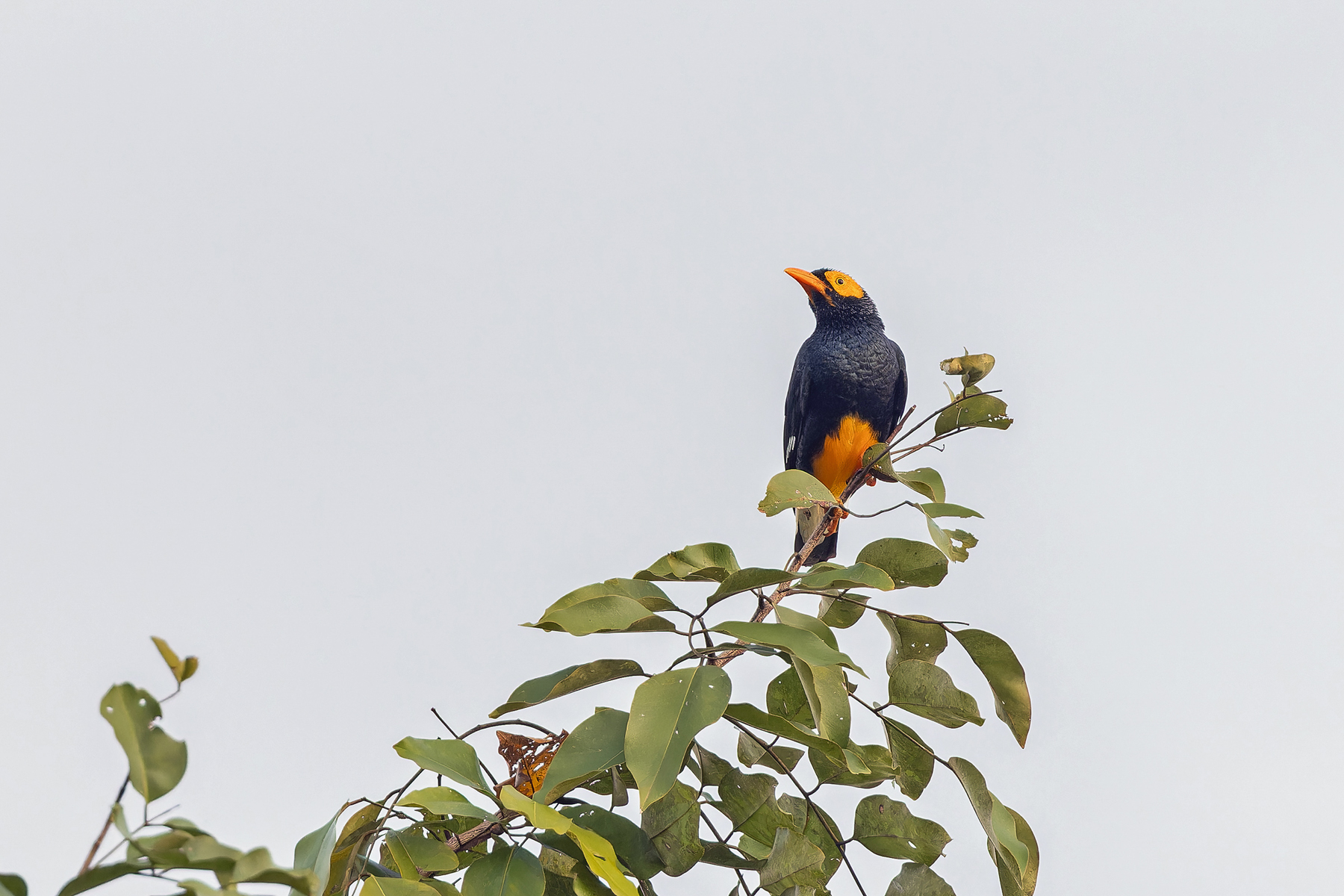 Yellow-faced Myna (image by Pete Morris)