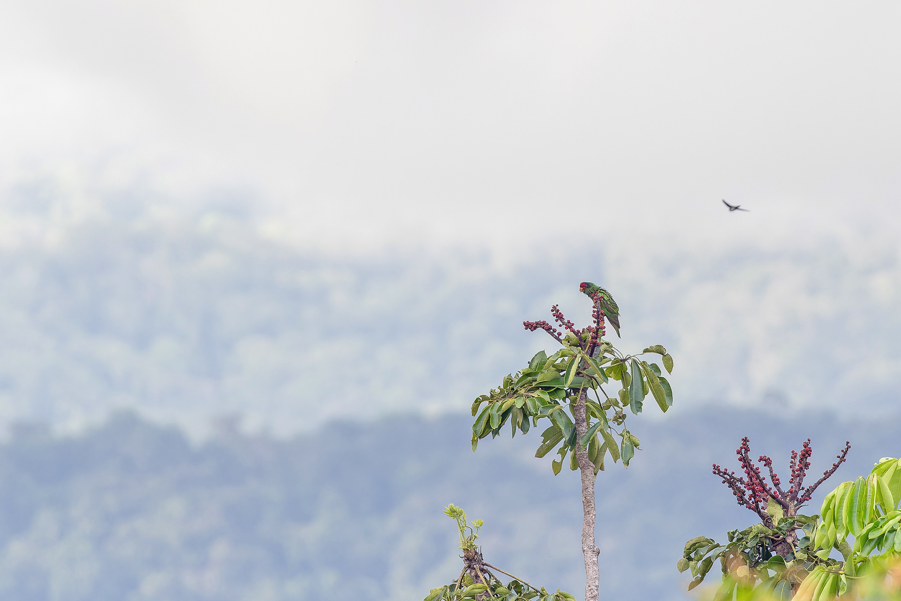 Yellow-streaked Lory (image by Pete Morris)