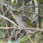 Yellow-throated Nicator (image by Mark Van Beirs)