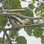 Yellowish Imperial Pigeon (image by Pete Morris)