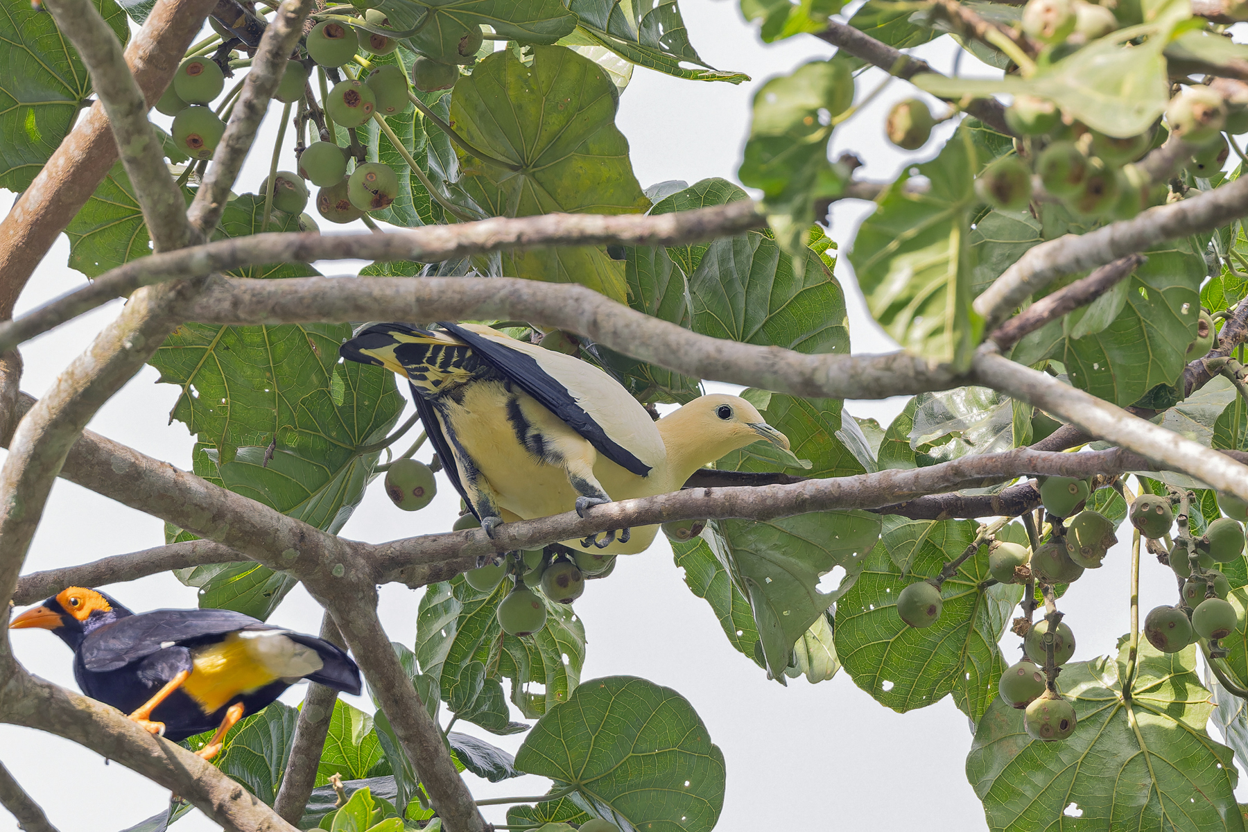 Yellowish Imperial Pigeon (image by Pete Morris)