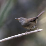Sunda Bush Warbler was recently lumped back into Aberrant Bush Warbler (image by Dáni Balla)