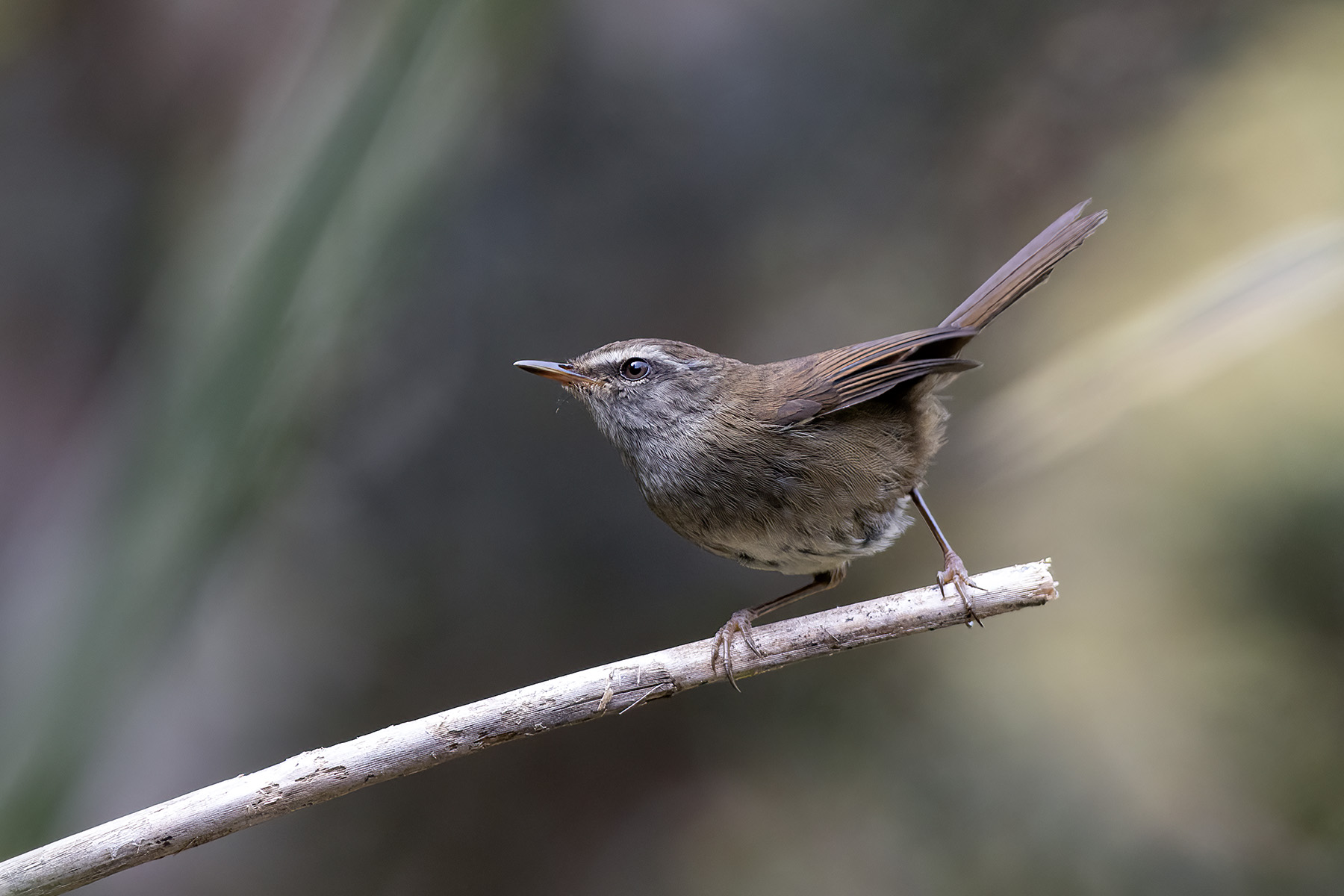 Sunda Bush Warbler was recently lumped back into Aberrant Bush Warbler (image by Dáni Balla)