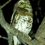 African Barred Owl (image by John McLoughlin)