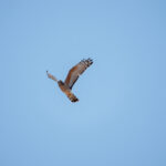 African Cuckoo-Hawk (image by John McLoughlin)