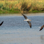 African Skimmer (image by John McLoughlin)