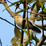 Ash-throated Antwren (image by Leo Garrigues)