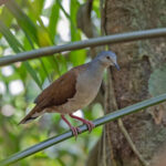Azuero Dove (image by Pete Morris)