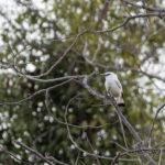 Bali Myna (image by Dáni Balla)