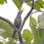 Band-backed Wren (image by Pete Morris)
