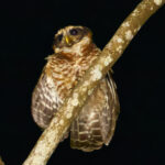 Band-bellied Owl (image by Leo Garrigues)