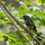 The nominate race of Banded Broadbill, also called Javan Broadbill (image by Dáni Balla)