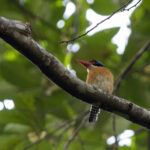 Black-faced Kingfisher is the Bornean endemic race of Banded Kingfisher (image by Dáni Balla)
